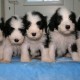 Litters: Pups Lee and Summer are 6 weeks old - The boys